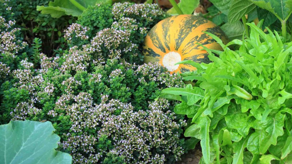 Permaculture Garden Design Guide